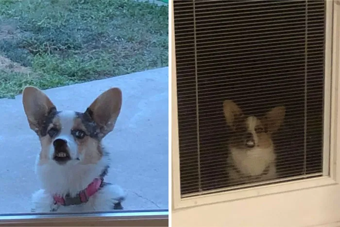 Me recibe con esta cara todos los días