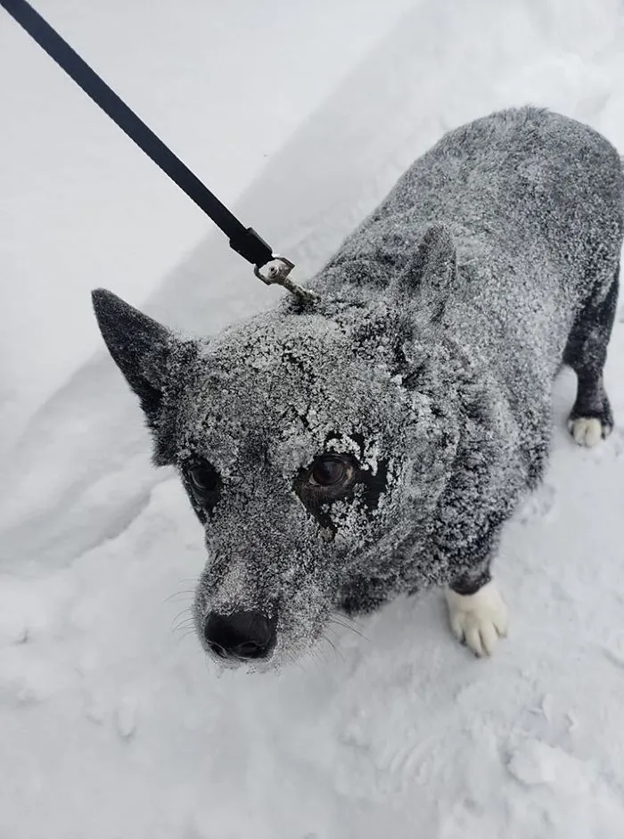No aprueba el viento y la nieve