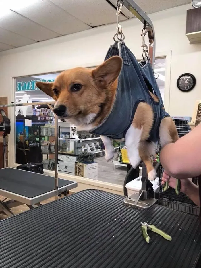 Needless To Say, The Little Foxx Highly Disapproves Of A Nail Trim
