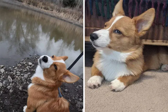 My Boy Cooper Has Been Giving Me The Disapproving Side Eye Since He Was A Pup