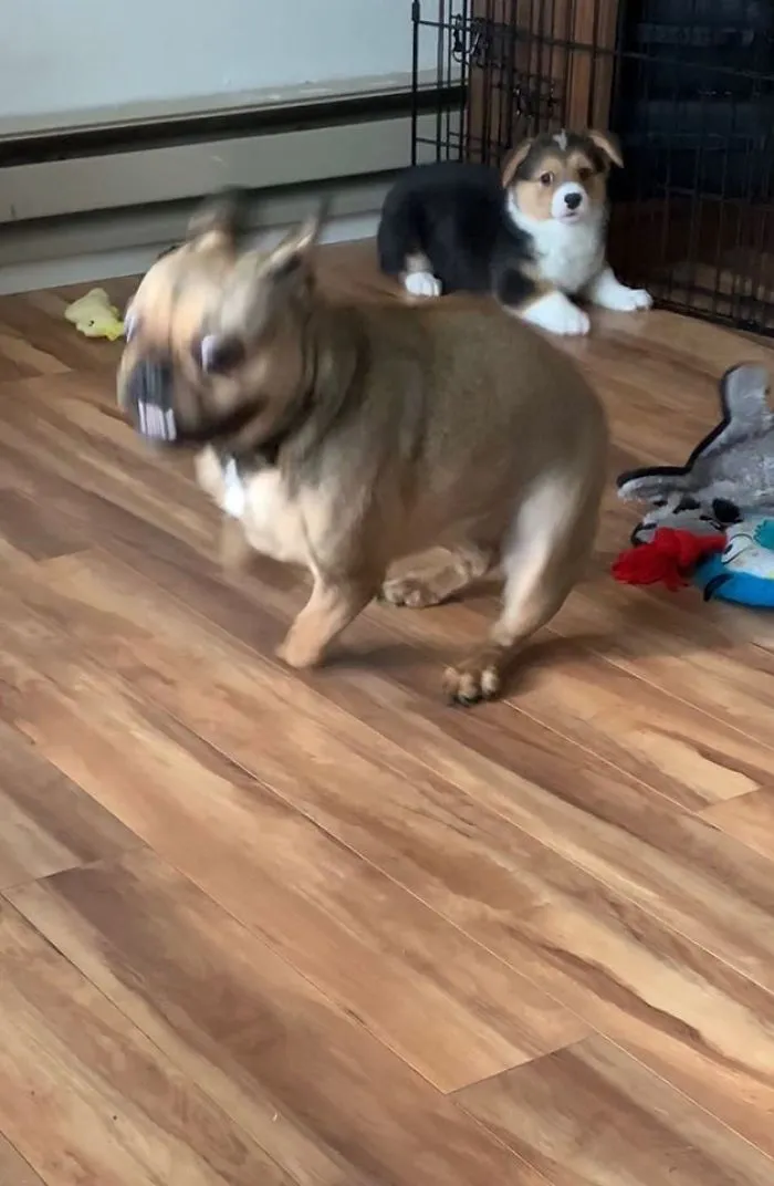 Mabel Disapproves Of Her Sis Having The Zoomies