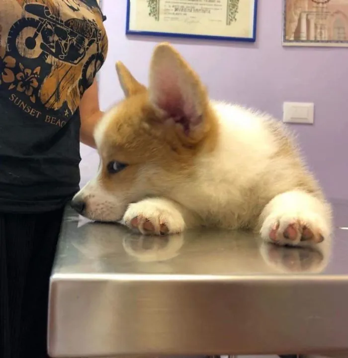 Severus, enfadado por estar en el veterinario