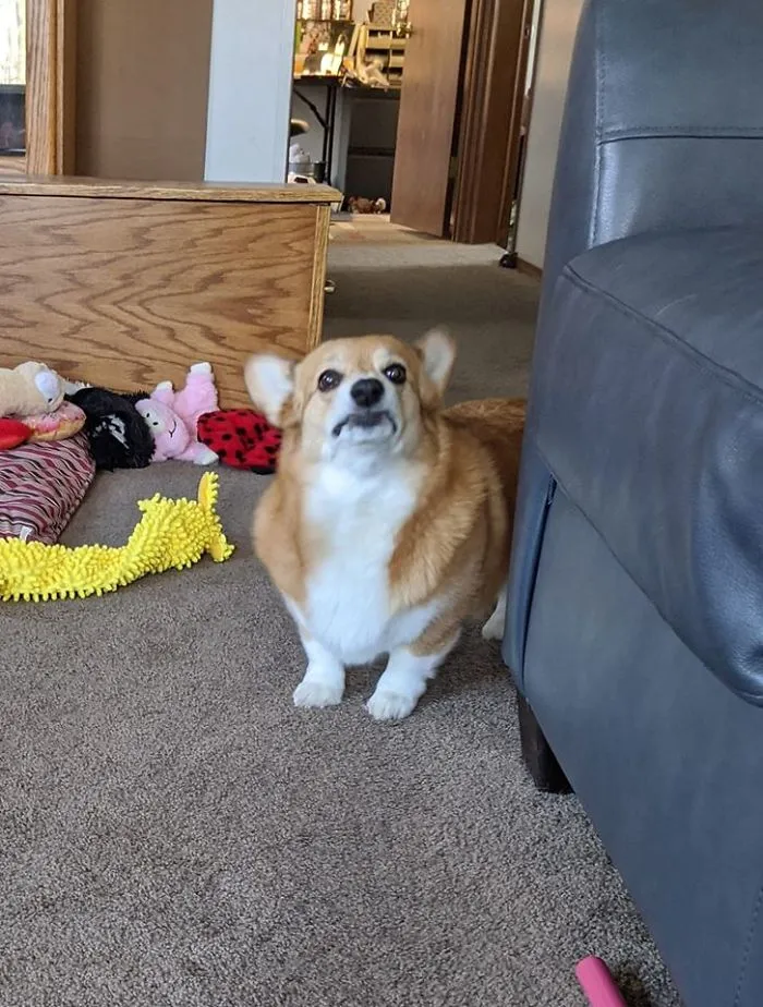 It Was Suggested To Me That I Post This Photo In This Group. I'm Not Sure What Furgie Was Disapproving Of But She Sure Has Been Being Sassy!