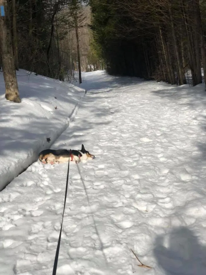 Norman desaprueba los paseos largos