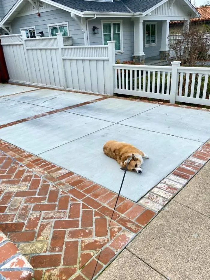 A Sheldon no le apetece pasear