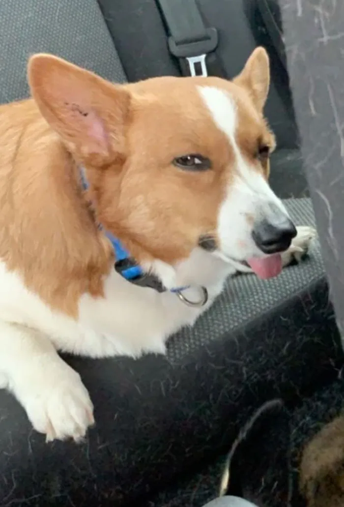 Jake no aprueba los viajes en coche