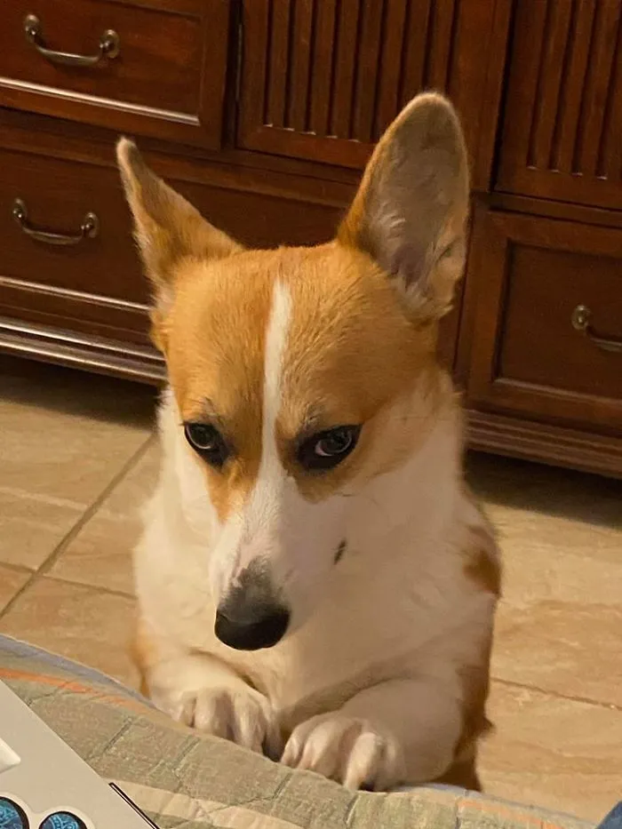 Frida: “What Do You Mean I Cant Climb On The Bed”  “I’m A Good Girl!” Dad: Say No More, The Bed Is Yours