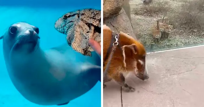 People Are Melting Over These Videos Of Zoo Animals Seeing Each Other For The First Time
