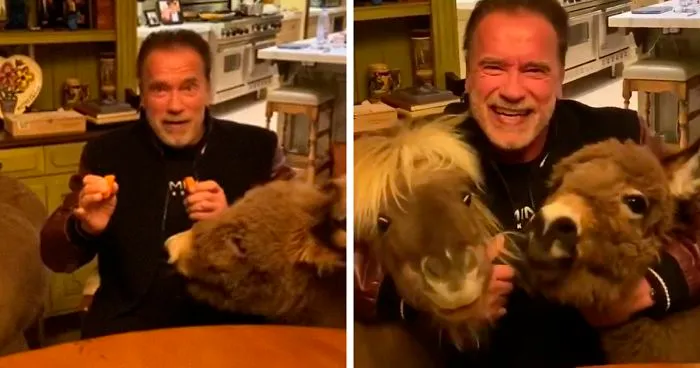 Arnold Schwarzenegger Is Self-Isolating At Home With His Mini Horse, Whiskey And Pet Donkey During Quarantine