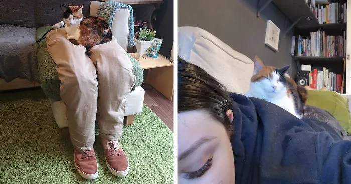 Couple Trick Their Super Clingy Cat By Creating A Fake Lap For Her To Sit On And She Loves It