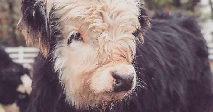 There's A Twitter Account That Posts Cow Pics Every Day Just To Make People Smile (30 Pics)