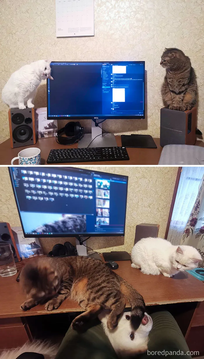 People Are Sharing How Their Pets Deal With Them Working From Home (40 Tweets)