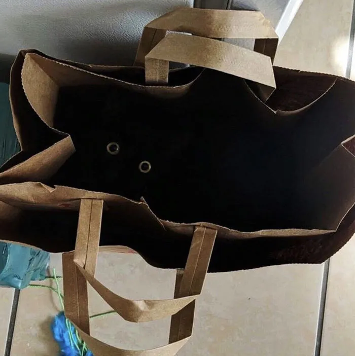 40 Reconfortantes fotos de gatos negros para demostrar que no tienen nada que ver con la mala suerte