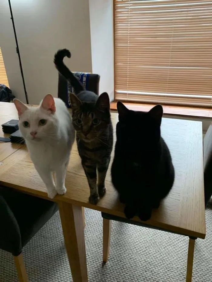40 Reconfortantes fotos de gatos negros para demostrar que no tienen nada que ver con la mala suerte