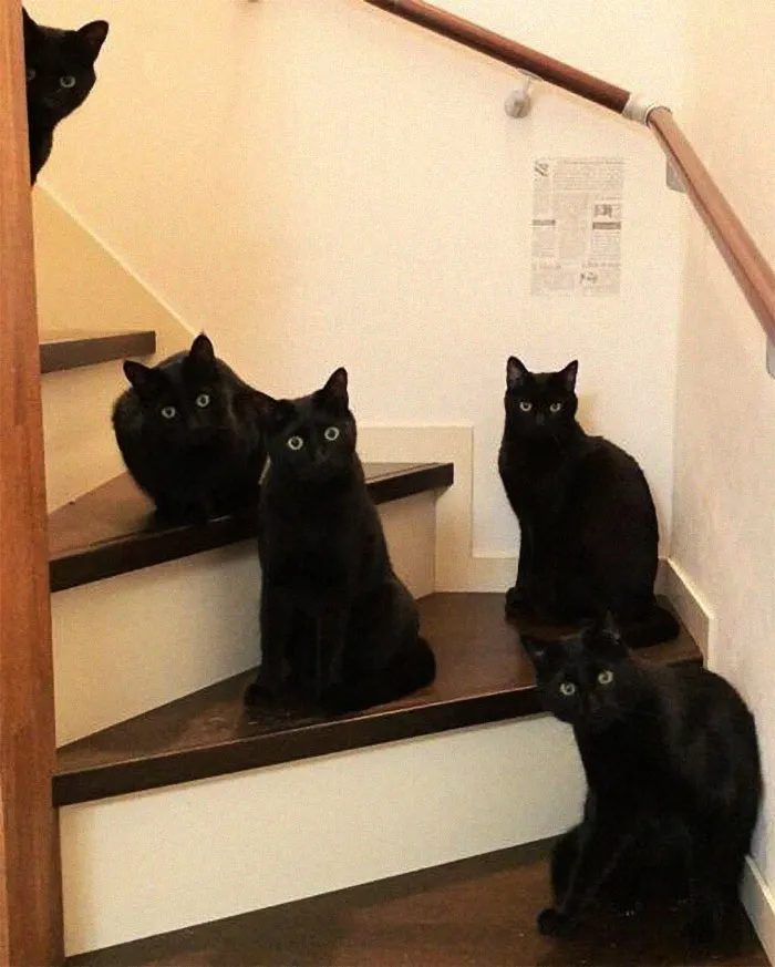 40 Reconfortantes fotos de gatos negros para demostrar que no tienen nada que ver con la mala suerte