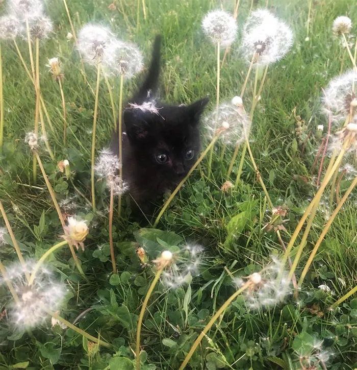 Black kitten playing in a field of dandelions, highlighting their wholesome and charming nature.