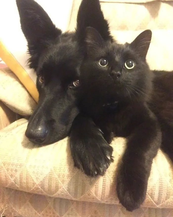 40 Reconfortantes fotos de gatos negros para demostrar que no tienen nada que ver con la mala suerte