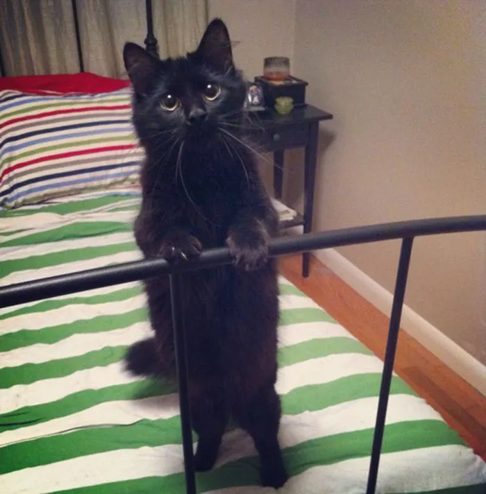 Adorable black cat standing on a striped bed, disproving myths about bad luck.