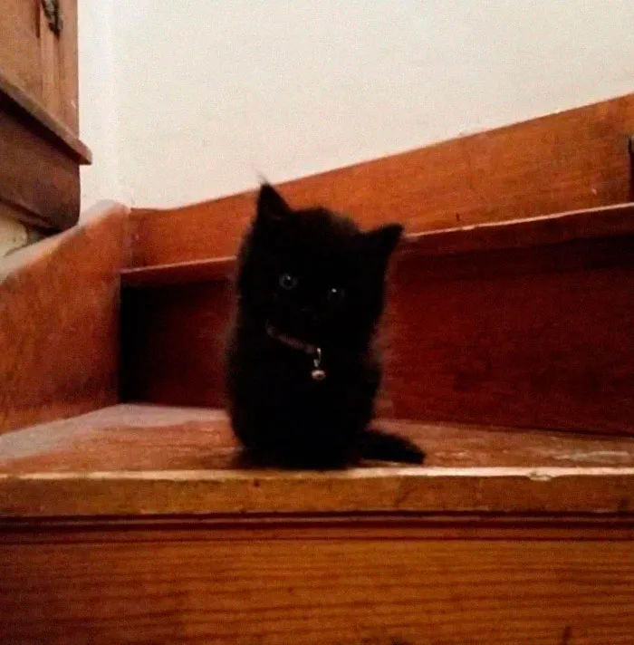 A cute black cat sitting on wooden stairs, looking curious and innocent.