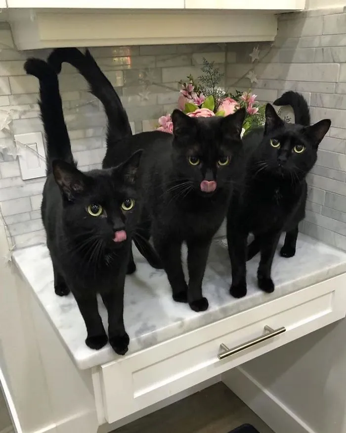 Three black cats on a countertop, playfully sticking out their tongues.