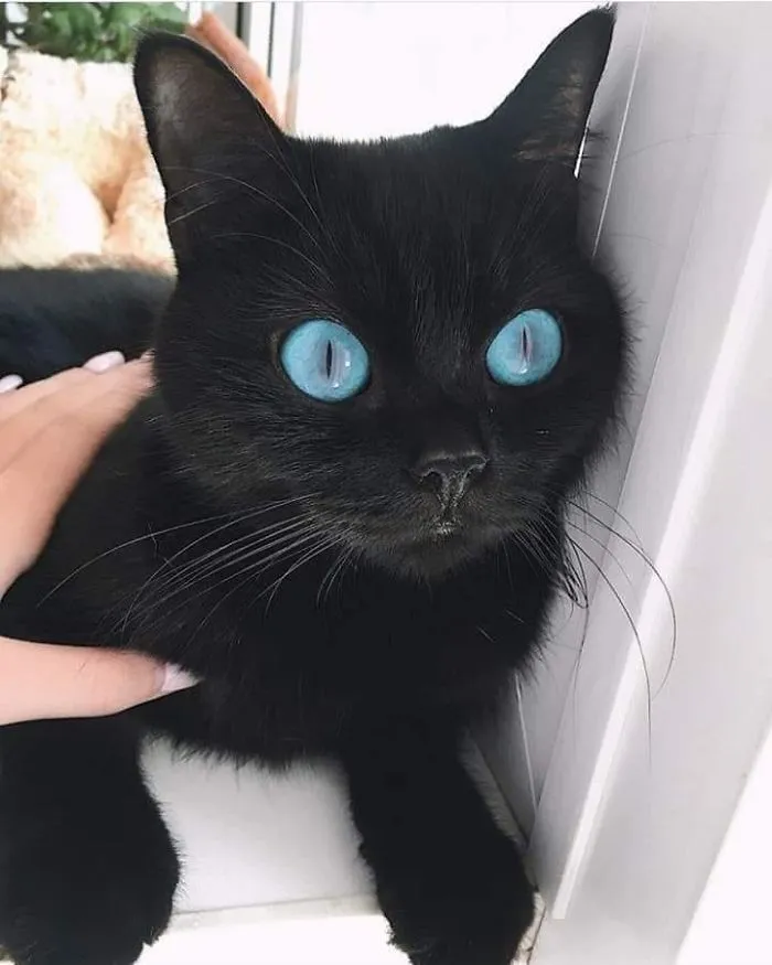 40 Reconfortantes fotos de gatos negros para demostrar que no tienen nada que ver con la mala suerte