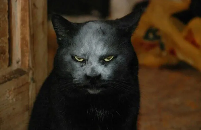 40 Reconfortantes fotos de gatos negros para demostrar que no tienen nada que ver con la mala suerte