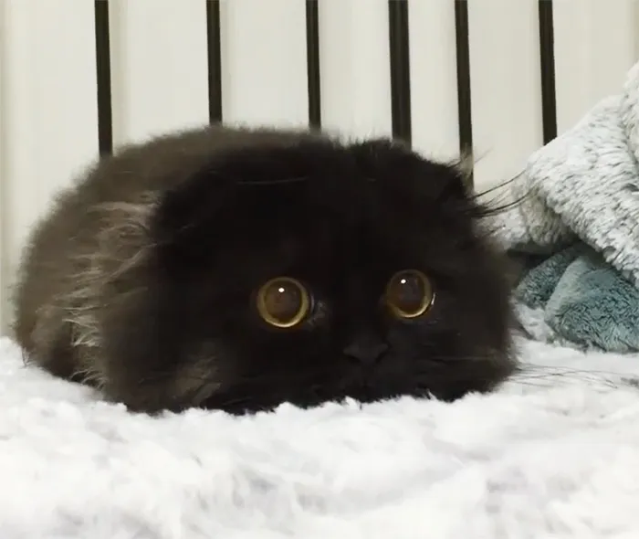 40 Reconfortantes fotos de gatos negros para demostrar que no tienen nada que ver con la mala suerte