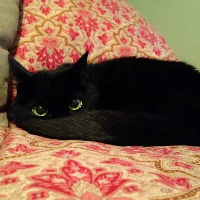 40 Reconfortantes fotos de gatos negros para demostrar que no tienen nada que ver con la mala suerte
