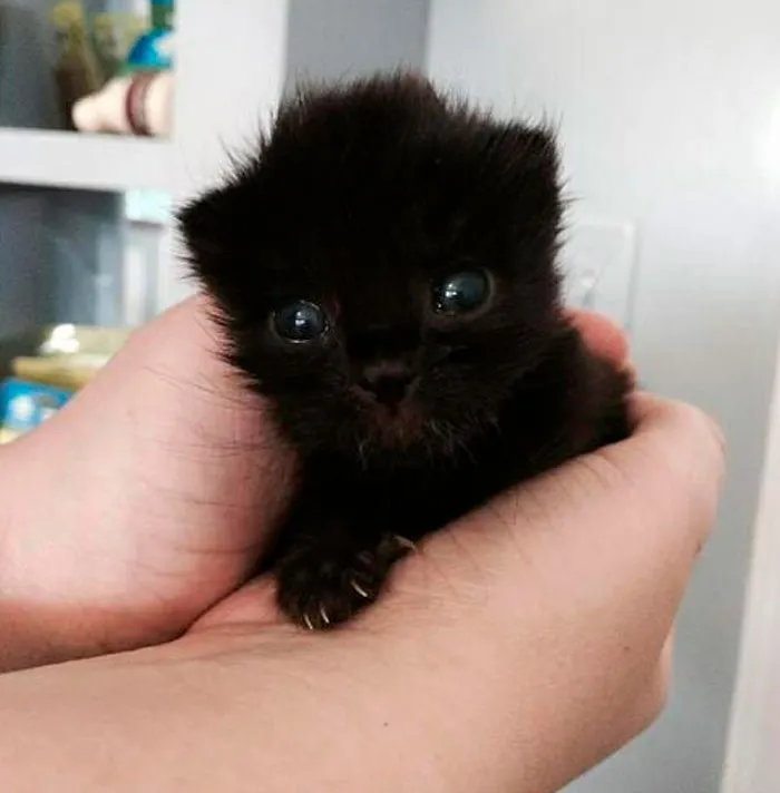 40 Reconfortantes fotos de gatos negros para demostrar que no tienen nada que ver con la mala suerte