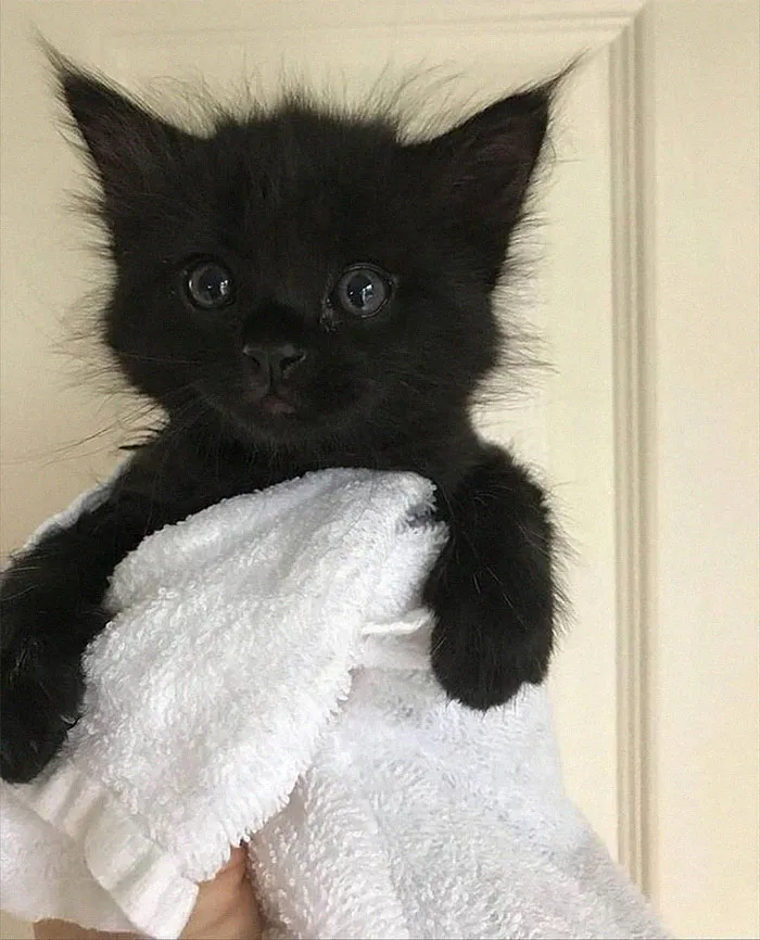 Adorable black kitten wrapped in a white towel, showcasing its cute and wholesome nature.