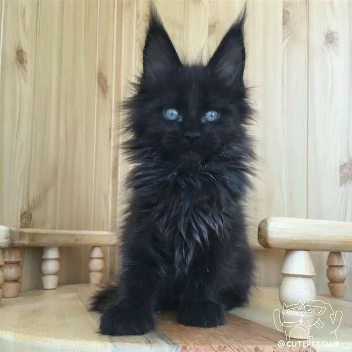 Fluffy black cat sitting on a wooden chair, showcasing their charm and playfulness.