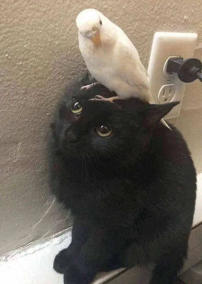 A black cat with a white parakeet perched on its head, showcasing their cute and unexpected friendship.