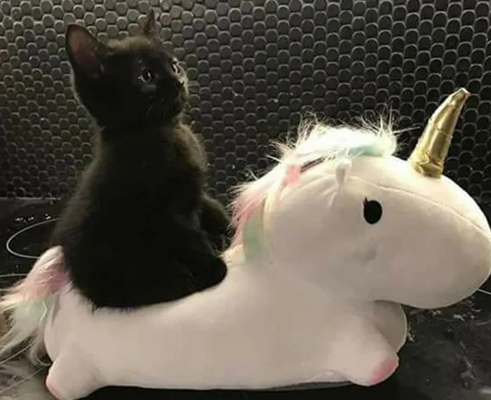 Black cat sitting on a unicorn plush toy, looking curious and cute against a dark background.
