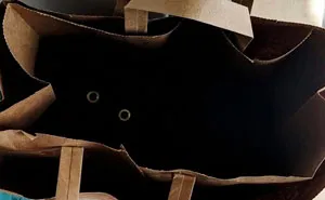 40 Wholesome Pics Of Black Cats To Show They Have Nothing To Do With Bad Luck