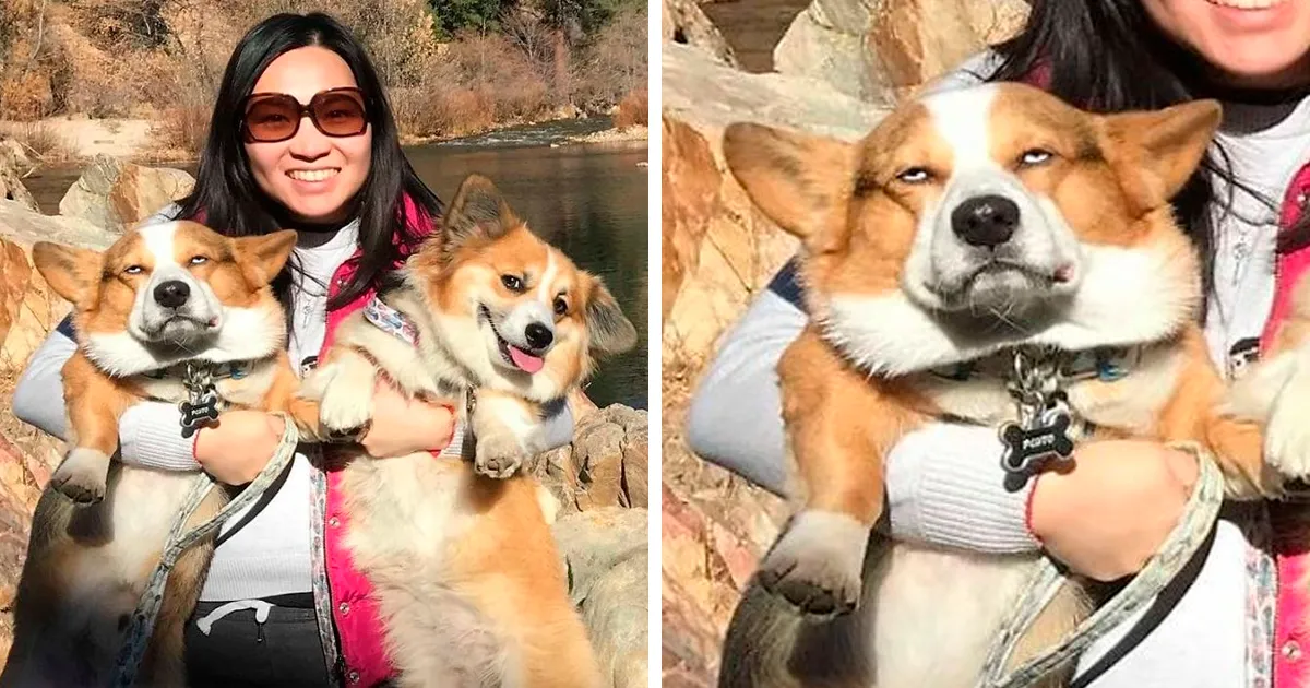 Existe un grupo de Facebook dedicado a poner fotos de Corgis que miran con desaprobación, y aquí tienes 30 de las mejores