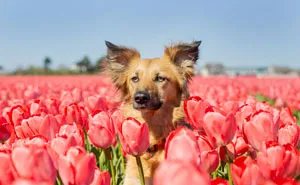 We Found Out My Traumatized Rescue Dog Feels Happy Among Flowers, So We Bring Her To All The Fields We Can Find (22 Pics)