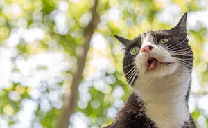 These Rescue Animals Are Perfectly Imperfect (10 Pics)