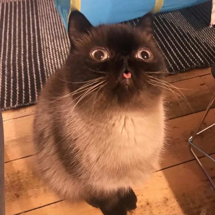 Este es Ikiru, el gato con la lengua fuera que ha conquistado internet (30 fotos)