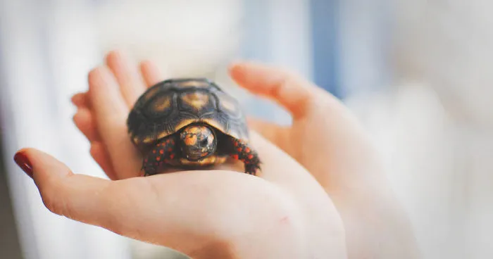 Amazing Facts About Petting Amphibians