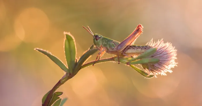 My Macro Photography Of Tiny Creatures