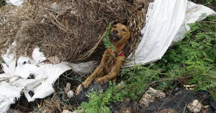 Emaciated Dog That Was Found Stuck In A Remote Location