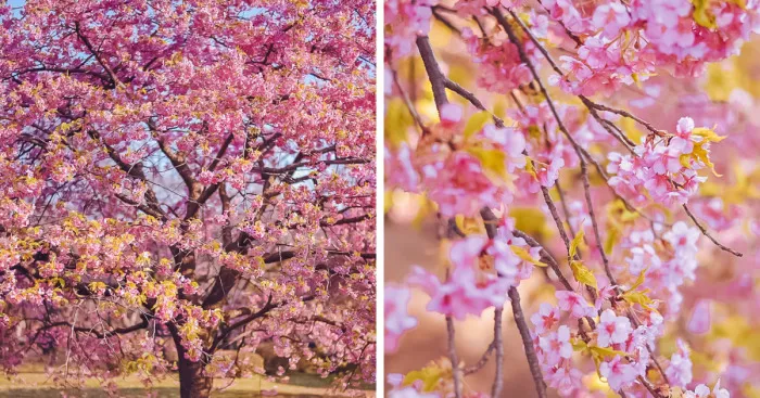 I Photographed The Early Sakura Blooms In Tokyo, Japan