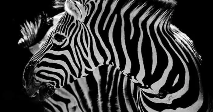 I Photograph Zoo Animals As If They Were Free