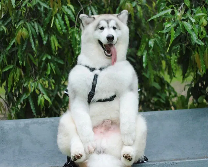 Es un oso polar