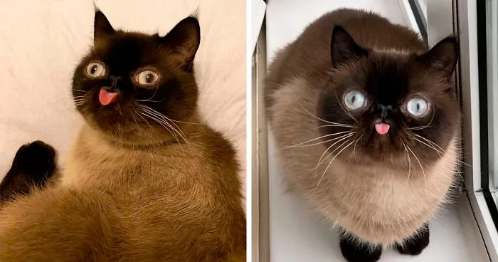 Este es Ikiru, el gato con la lengua fuera que ha conquistado internet (30 fotos)