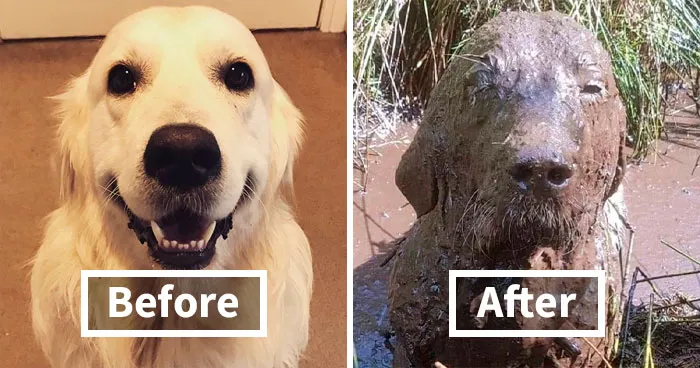 30 Reasons You Should Never Let Your Dog Play In The Mud (New Pics)