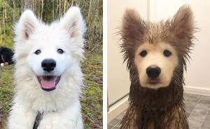 30 Reasons You Should Never Let Your Dog Play In The Mud (New Pics)