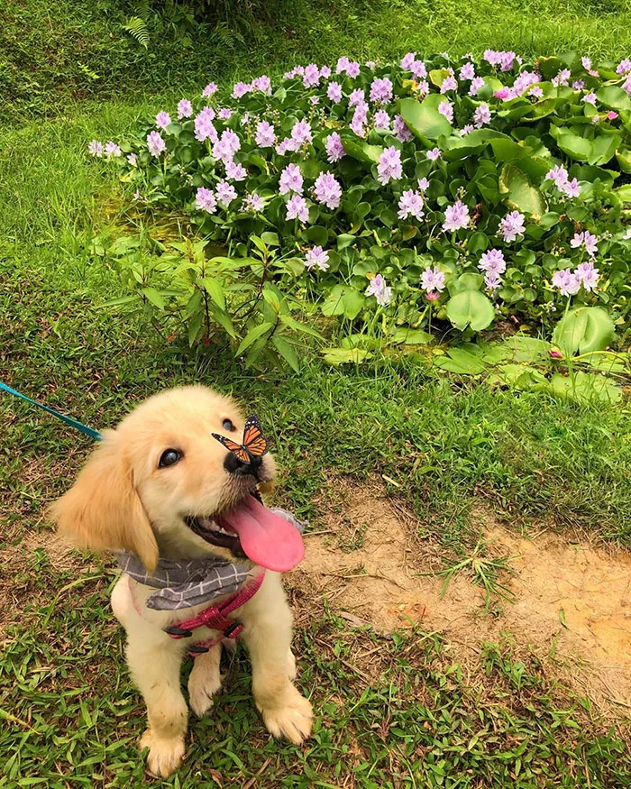 Booped By Floppy Fren
