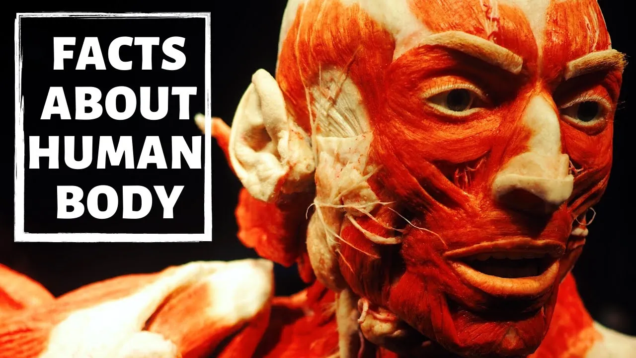 Interesting Facts About Human Body You Probably Didn't Know