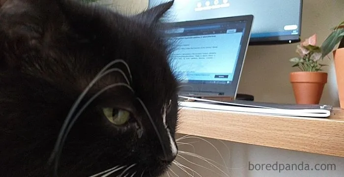 People Are Sharing How Their Pets Deal With Them Working From Home (40 Tweets)